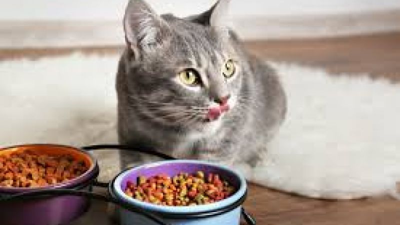 Cat food