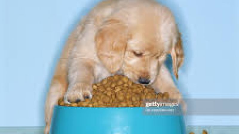 Dog food